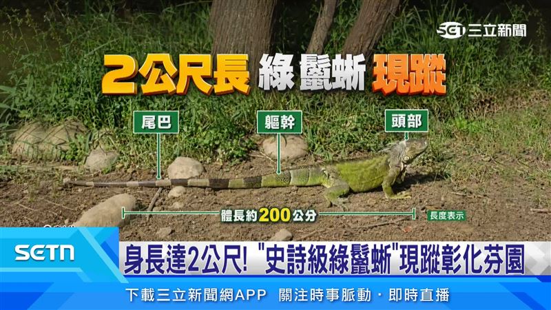 綠鬣蜥,整隻體長達到約200公分,超過一般成年人身高,龐大身影讓目擊民眾仍怵目驚心