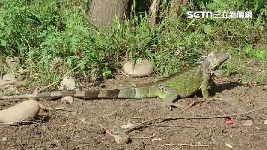 長達2公尺「史詩級綠鬣蜥」現蹤彰化芬園