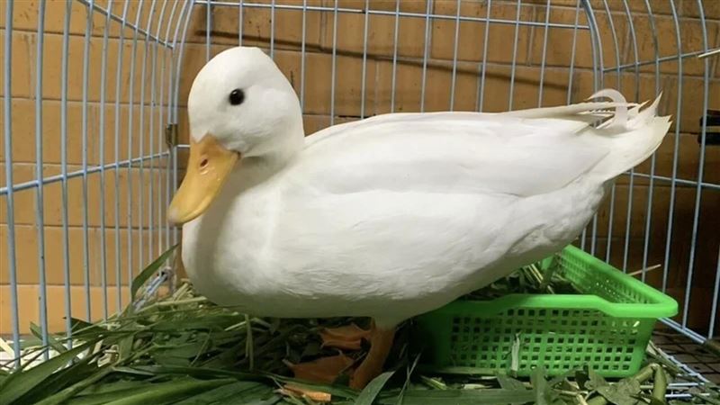 網紅萌寵街頭流浪　開放認養等候新主人