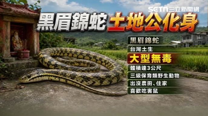 黑眉錦蛇是台灣土生的大型無毒蛇類,屬於三級保育類動物