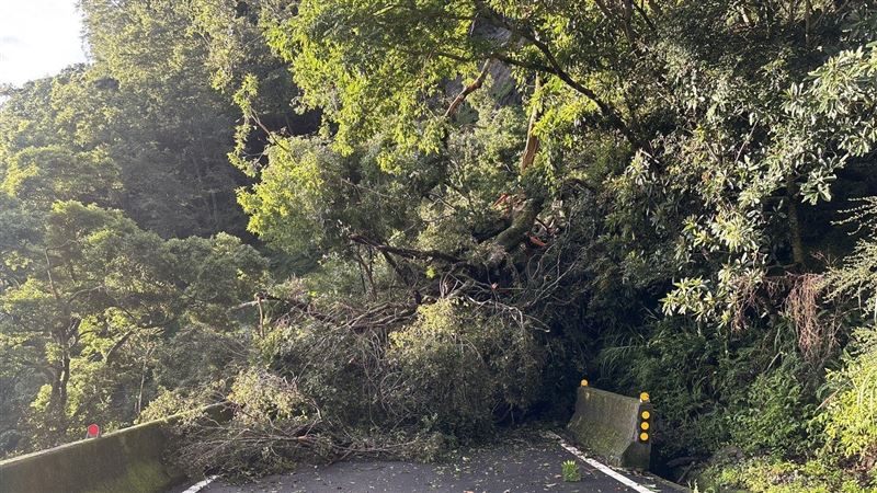 台20臨105線12K+500「禮觀路段」今天(30日)發生路樹倒塌,道路阻斷無法通行。(圖/翻攝自公路局官網)