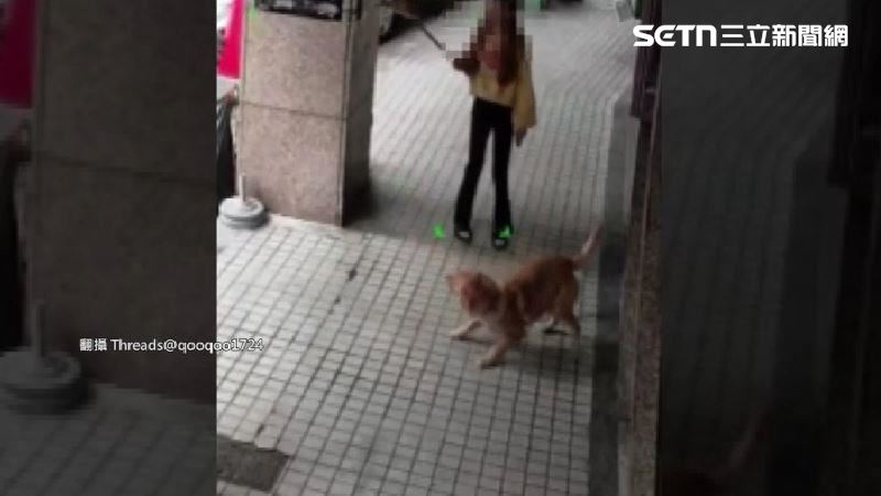 中壢車行遭控虐狗！黃金獵犬被鞭打、猛踹