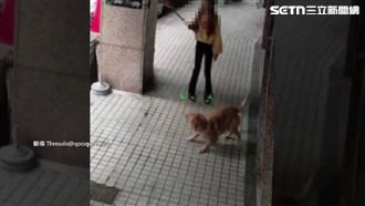 中壢車行遭控虐狗！黃金獵犬被鞭打、猛踹