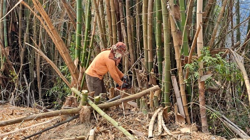 叢生型的莿竹取材過程。會分解的永續紀念品「竹材再生盆栽」