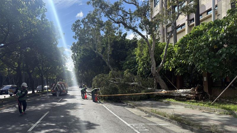 大直高中旁6公尺路樹倒車道！現場畫面曝