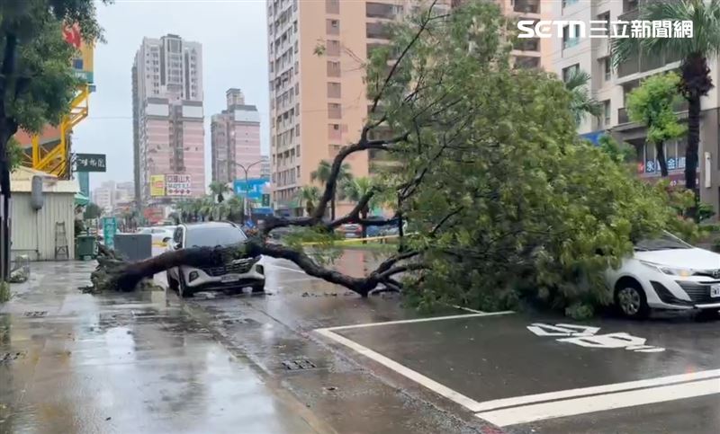 新／巨樹腿軟「連根拔起」砸2車…畫面曝