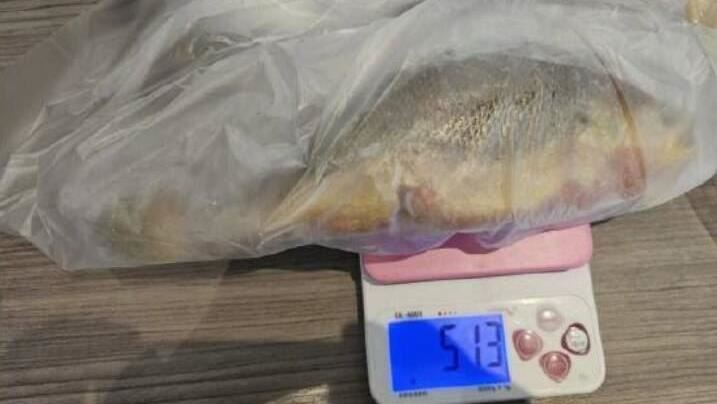 金泰海膽重金屬超標　都一處黃魚含禁藥