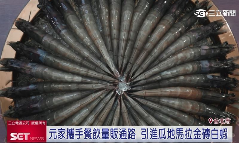 水產龍頭元家企業攜手築間、錢都日式涮涮鍋,以及萬家福量販超市,宣布引進友邦瓜地馬拉「金磚白蝦」