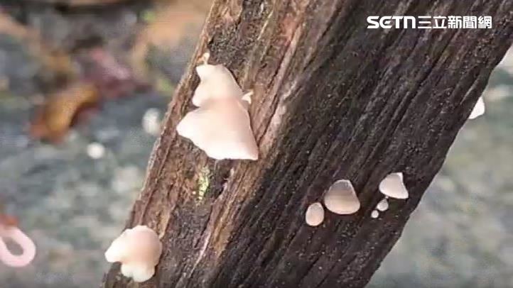 港都雨不停　畚箕長菇、室內現菇家族