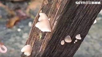 港都雨不停　畚箕長菇、室內現菇家族