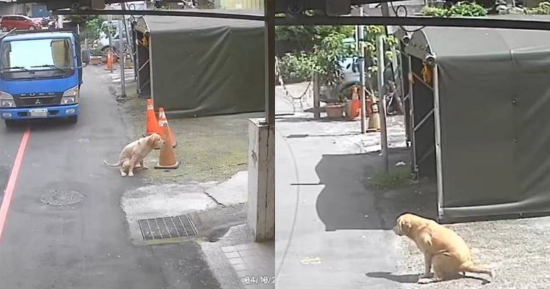 新北一隻黃金獵犬多次在街上隨意便溺,飼主遭罰8.3萬元。(圖/新北市動保處)