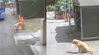 放任狗狗隨地便溺　飼主3違規罰8.3萬