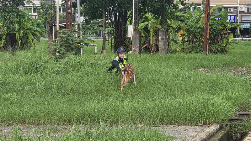 警方嘗試靠近梅花鹿。（圖／翻攝畫面）
