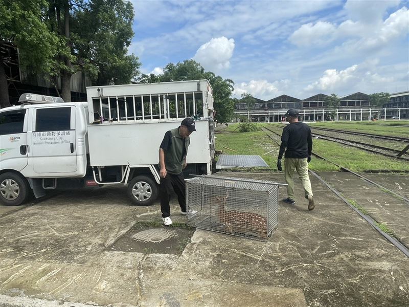 動保處人員成功誘捕，但飼主恐因違反動保法、社維法、道交條例繳交數條條罰鍰。（圖／翻攝畫面）