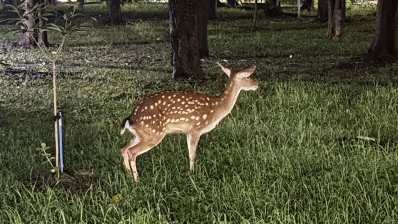 小鹿偷溜逛街！飼主急喊：別追會嚇爛