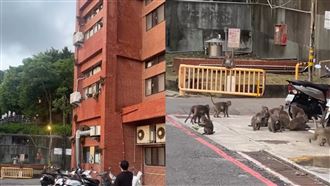 中山大學「20隻獼猴」宿舍樓垂降　網看傻