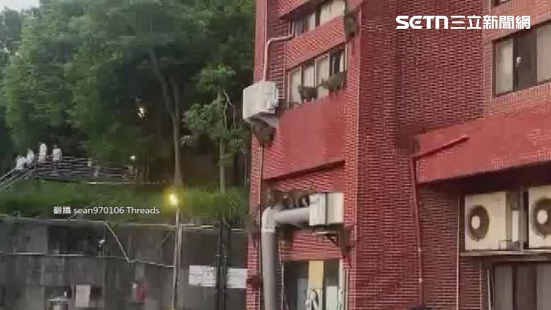 「中山大學長」巡房？瀑布般猴群攀外牆