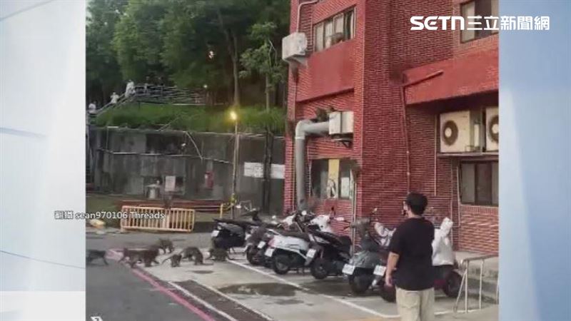 中山大學宿舍外牆再度出現「猴子大軍」集體攀牆的誇張景象,被學生們拍下,畫面宛如「特種部隊」出巡。(圖/翻攝自Threads @sean970106)