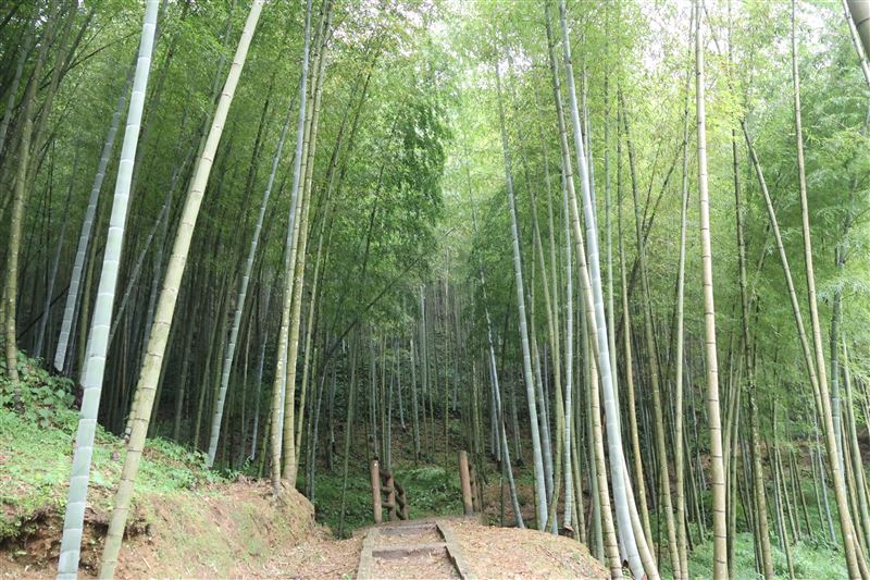 2026草嶺石壁森林療癒季擴大登場