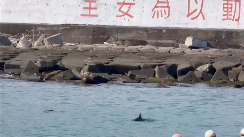 小琉球驚豔鯨豚逗留　專家籲勿迫勿擾