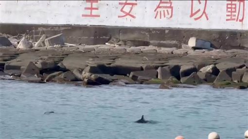 小琉球驚豔鯨豚逗留　專家籲勿迫勿擾