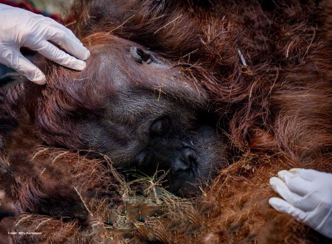 山普納這隻紅毛猩猩因吸入過多濃煙,被發現時已死亡。(圖/翻攝自X平台 @PakTVGlobal)