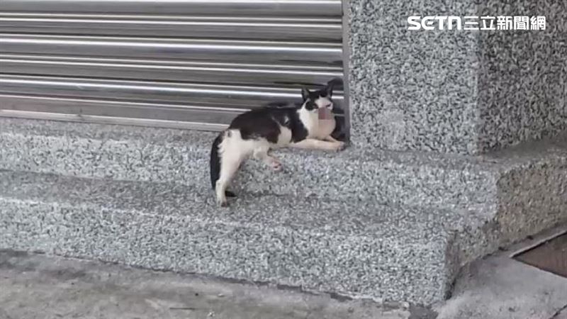 屏東有民眾發現一隻浪貓鼻子嘴巴疑似遭削除,趕緊通報動物救援單位送醫搶救