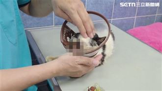 獨／浪貓鼻嘴疑遭利器傷害　送醫只能灌食