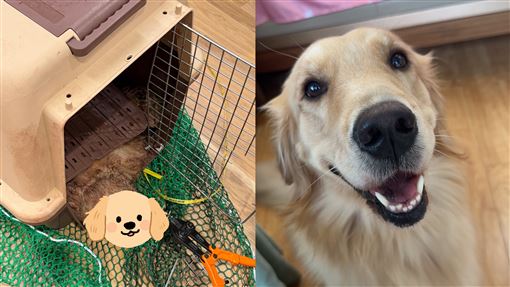 愛犬搭機慘死！飼主痛訴大韓航空消極處理