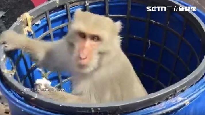 大學獼猴躲廚餘桶 學生自稱寵物溝通師