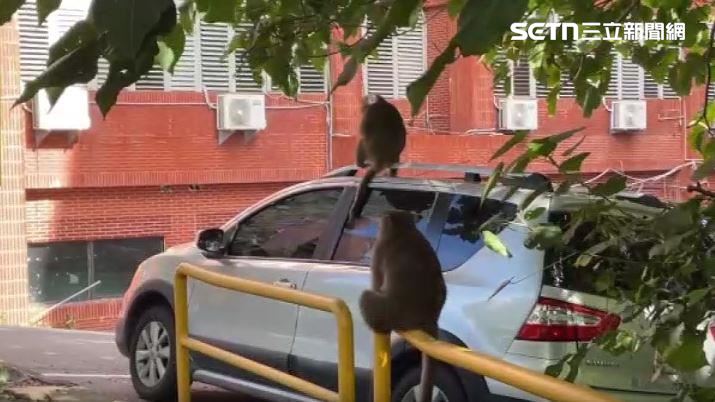中山大學內到處都是獼猴