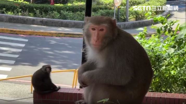 獼猴在示警的時候不要一直看著牠