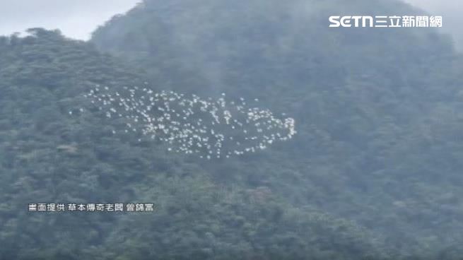 黃頭鷺過境,有如一條白絲帶在空中緩慢移動。(圖/草本傳奇老闆曾錦富)