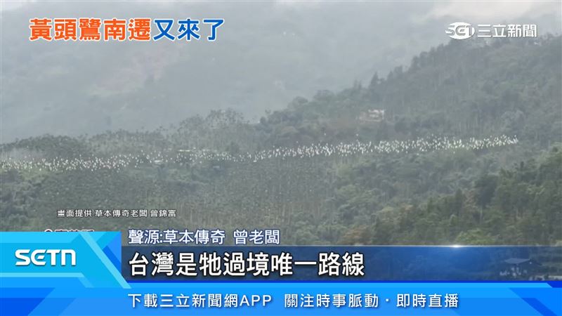 台灣是黃頭鷺過境的路線