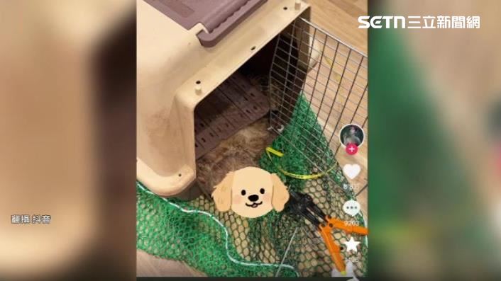 有飼主將愛犬託運,下機後寵物卻死在籠子中。(圖/翻攝自抖音)
