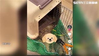 寵物託運被當包裹！空氣不流通、籠箱堆疊