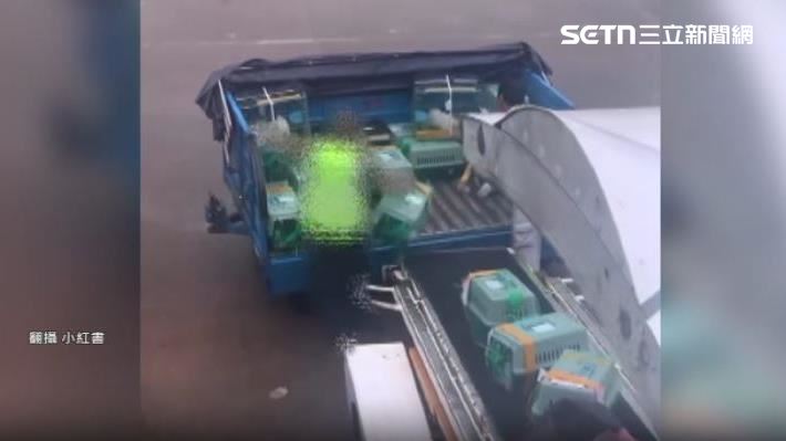 大韓航空搬運活體動物畫面,寵物籠「用丟的」。(圖/翻攝自小紅書)
