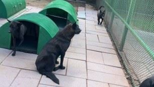 犬隻於居住環境內散步。(圖/翻攝畫面)