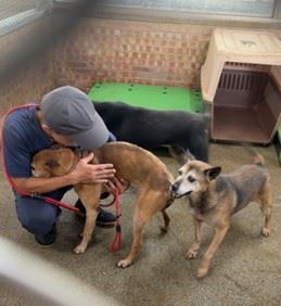 狗場內與犬隻互動。(圖/翻攝畫面)