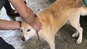 將要施打疫苗的犬隻。(圖/翻攝畫面)