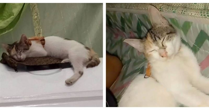 梅梅在女主人臥病期間經常守在床邊陪伴,主人離世後,牠更在守靈時反覆跳上棺木,遲遲不願離開。(圖/翻攝自TikTok,LEO愛,下同)