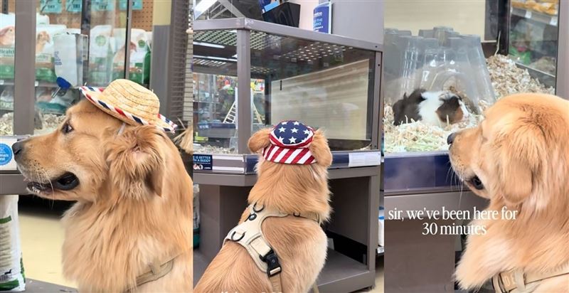 國外一隻黃金獵犬「Moose」每次陪同主人前往寵物店時，總會被店內展示櫃的天竺鼠吸引，定格超過30分鐘凝視，深情神情融化大批網友。（翻攝自抖音）