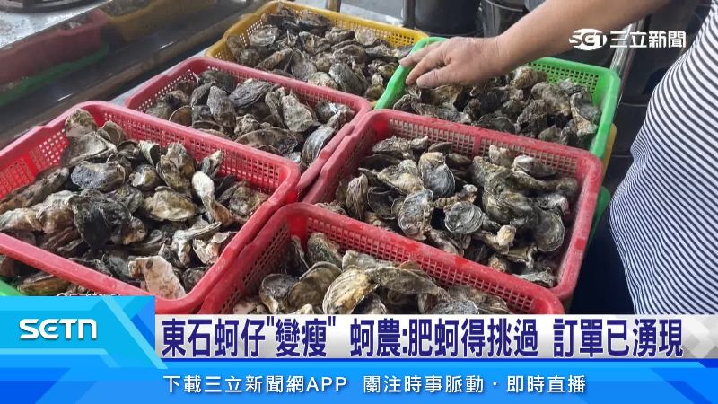 因為連日豪雨影響蚵仔體型小了許多