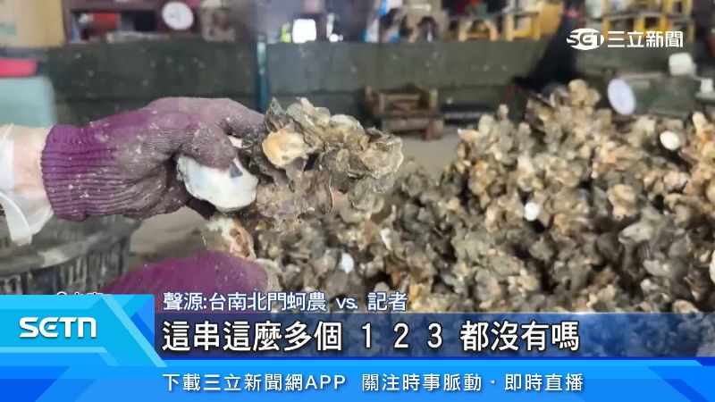 蚵農無奈,沒幾顆蚵仔是好的