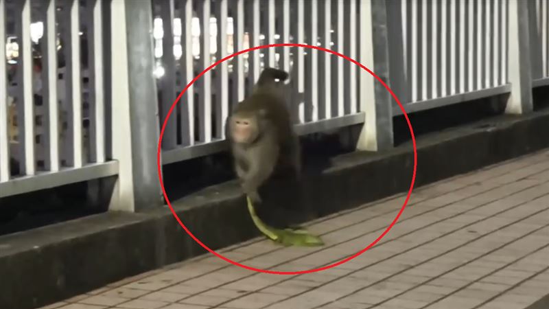 台灣獼猴在鼓山區萬壽山橋發現綠鬣蜥,其中一隻獼猴竟把牠抓起來把玩。(圖/陳博正授權提供,未經同意請勿轉載)
