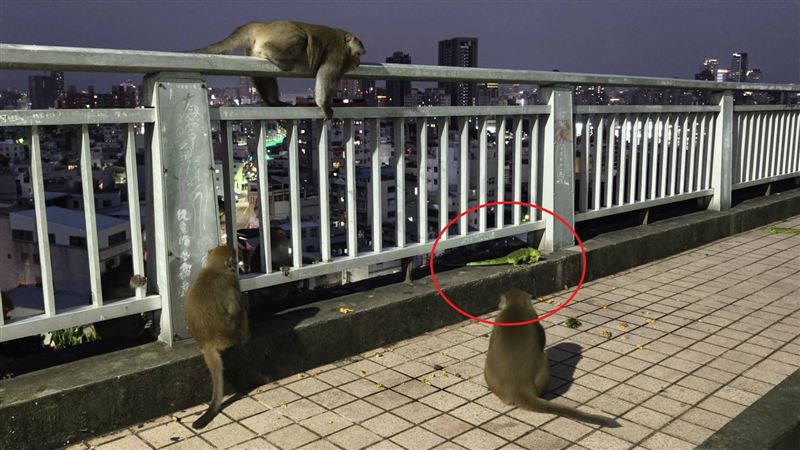 近日有人目擊,數隻台灣獼猴在鼓山區萬壽山橋發現綠鬣蜥,其中一隻獼猴竟把牠抓起來甩。(圖/陳博正授權提供,未經同意請勿轉載)