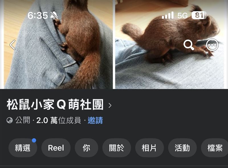 私養臺灣原生松鼠臉書社團。（圖／翻攝畫面）