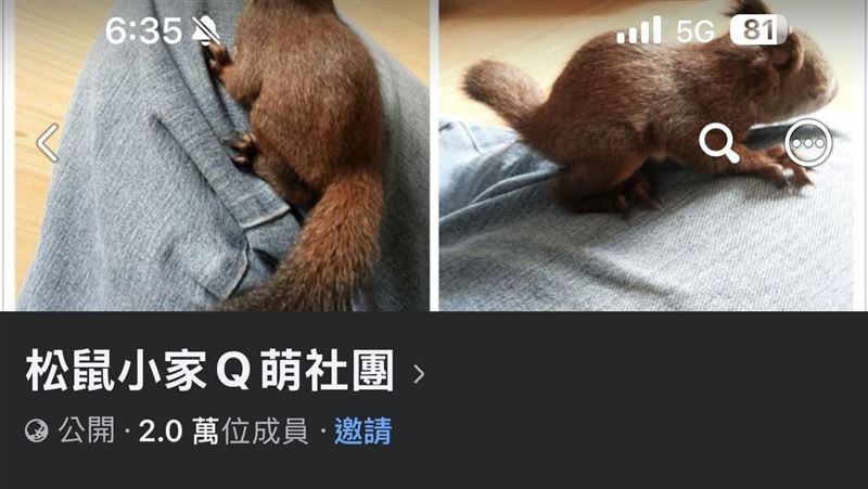 臉書2萬人社團非法買賣松鼠　最高罰30萬