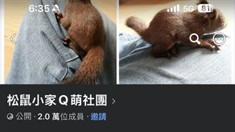 臉書2萬人社團非法買賣松鼠　最高罰30萬