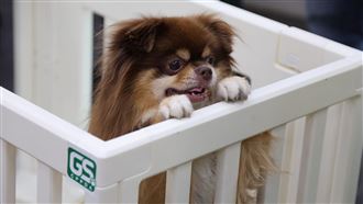 飼主必看！「這標章」揪玩具、跳台藏危機